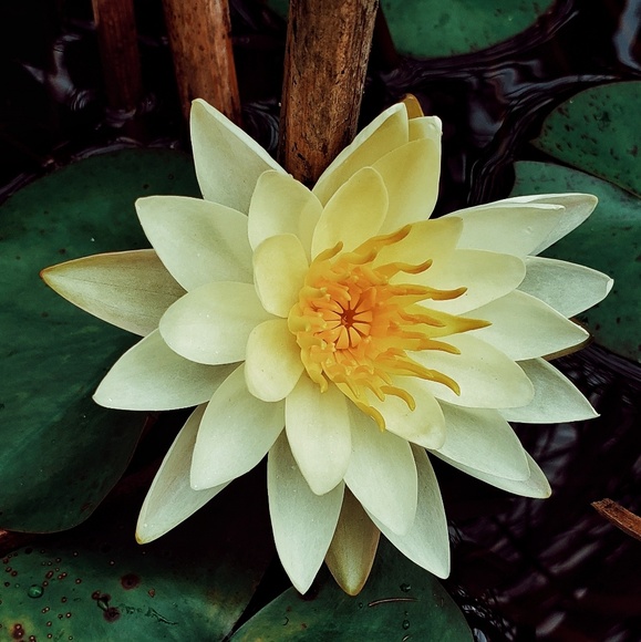 Meet your Posher, Z. - Picture 1 of 1